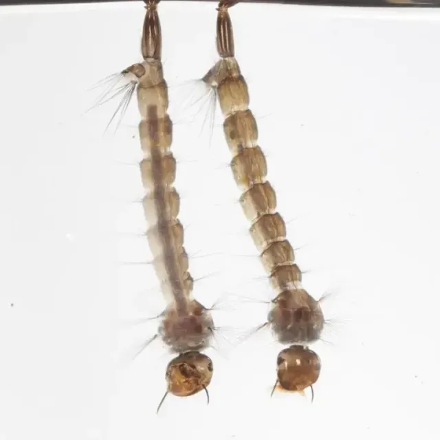 thumbnail for publication: Eastern Treehole Mosquito Aedes triseriatus (Say, 1823) (Insecta: Diptera: Culicidae)